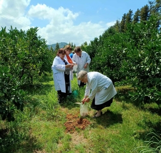 სურათი