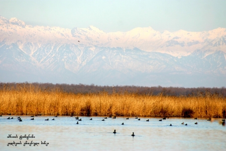 სურათი